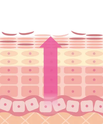 角質が剥がれることで、ターンオーバーが活性化。余分な角質がなくなることで、肌の水分保持力が高まります。