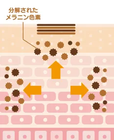 メラニン色素は分解排出される