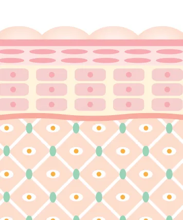 コラーゲンや弾性線維の活性化を伴い、紫外線老化による小ジワやたるみを改善させる